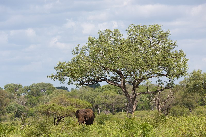African Bush Ealephant | Kruger National Park - South Africa (IMG_0369.jpg)