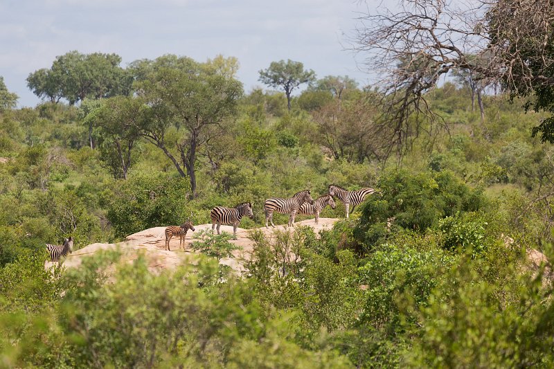 Burchell's Zebras | Kruger National Park - South Africa (IMG_0400.jpg)