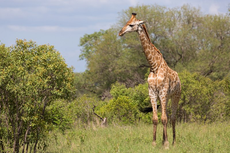 South African Giraffe | Kruger National Park - South Africa (IMG_0440.jpg)