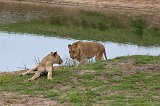 Southern African Lions