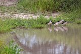 African Comb Ducks