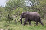 African Bush Ealephant