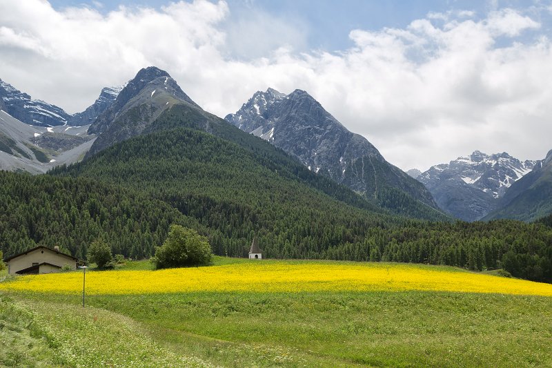 Wildflowers and Sesvenna range, Graubünden, Switzerland | Switzerland (IMG_4085.jpg)