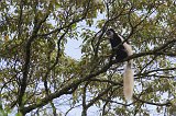 Black-and-White Colobus Monkey, Arusha National Park, Tanzania