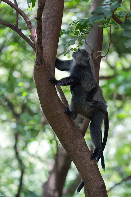 Blue Monkeys, Lake Manyara National Park, Tanzania | Lake Manyara National Park, Tanzania (IMG_8489.jpg)