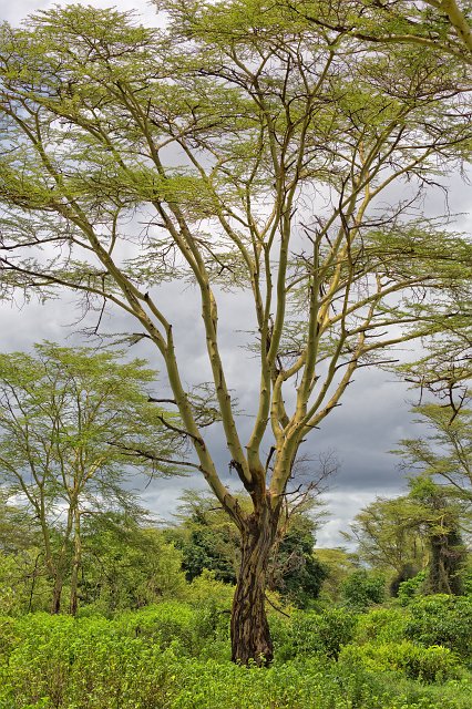 Yellow-Barked Acacia (Fever Tree), Lake Manyara National Park, Tanzania | Lake Manyara National Park, Tanzania (IMG_8522.jpg)