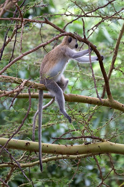 Vervet (Black Faced) Monkey, Lake Manyara National Park, Tanzania | Lake Manyara National Park, Tanzania (IMG_8528.jpg)