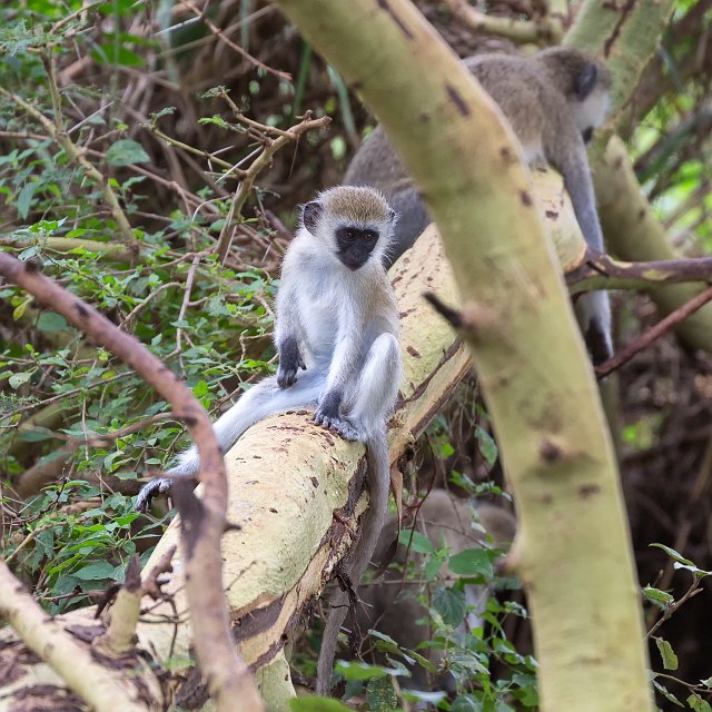 Baby Vervet Monkey, Lake Manyara National Park, Tanzania | Lake Manyara National Park, Tanzania (IMG_8531.jpg)