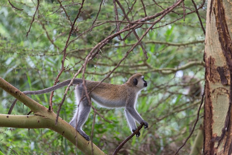 Vervet (Black Faced) Monkey, Lake Manyara National Park, Tanzania | Lake Manyara National Park, Tanzania (IMG_8534.jpg)