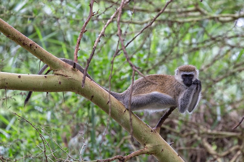 Vervet (Black Faced) Monkey, Lake Manyara National Park, Tanzania | Lake Manyara National Park, Tanzania (IMG_8536.jpg)