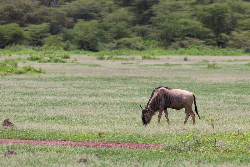 Blue Wildebeest, Lake Manyara National Park, Tanzania | Lake Manyara National Park, Tanzania (IMG_8541.jpg)
