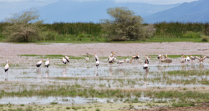 Yellow-Billed Storks and Great White Pelicans, Lake Manyara National Park, Tanzania | Lake Manyara National Park, Tanzania (IMG_8546.jpg)