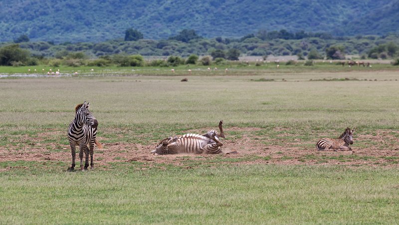 Grant's Zebras, Lake Manyara National Park, Tanzania | Lake Manyara National Park, Tanzania (IMG_8548.jpg)