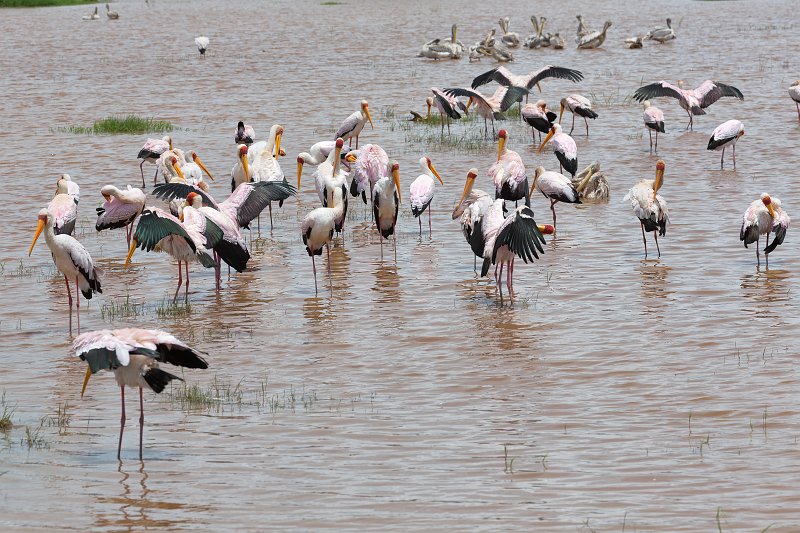 Yellow-Billed Storks and Great White Pelicans, Lake Manyara National Park, Tanzania | Lake Manyara National Park, Tanzania (IMG_8566.jpg)