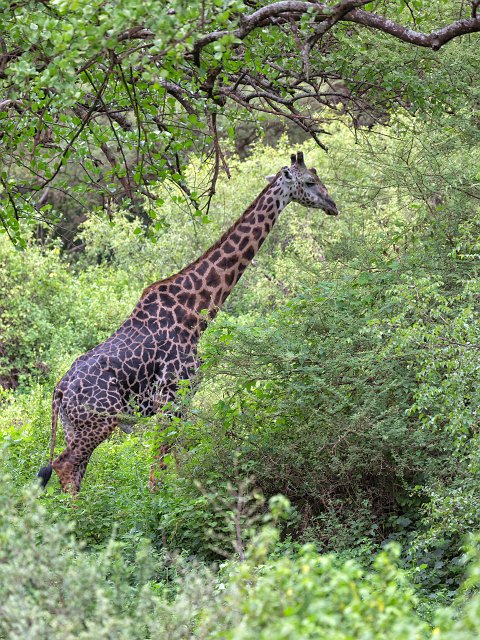 Masai Giraffe, Lake Manyara National Park, Tanzania | Lake Manyara National Park, Tanzania (IMG_8706.jpg)