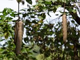 Sausage Tree Fruits,  Lake Manyara National Park, Tanzania