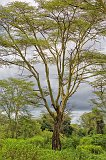 Yellow-Barked Acacia (Fever Tree), Lake Manyara National Park, Tanzania