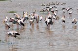 Yellow-Billed Storks and Great White Pelicans, Lake Manyara National Park, Tanzania
