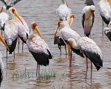 Yellow-Billed Storks, Lake Manyara National Park, Tanzania