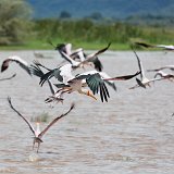 Yellow-Billed Stork in Flight, Lake Manyara National Park, Tanzania