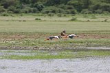 Yellow-Billed Storks in Flight, Lake Manyara National Park, Tanzania