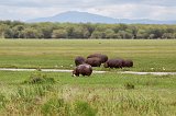 Hippos, Lake Manyara National Park, Tanzania