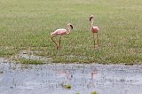 Lesser flamingos, Lake Manyara National Park, Tanzania