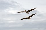 Great White Pelicans in Flight, Lake Manyara National Park, Tanzania