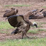 White-Backed Vulture, Lake Manyara National Park, Tanzania