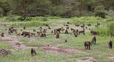 A troop of Olive Baboons, Lake Manyara National Park, Tanzania