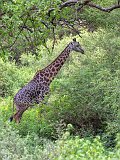 Masai Giraffe, Lake Manyara National Park, Tanzania