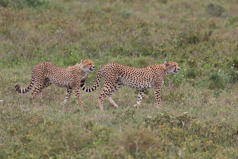 Mother Tanzanian Cheetah and her Young, Lake Ndutu Area, Tanzania | Ndutu Area - Ngorongoro Conservation Area, Tanzania (IMG_0001.jpg)