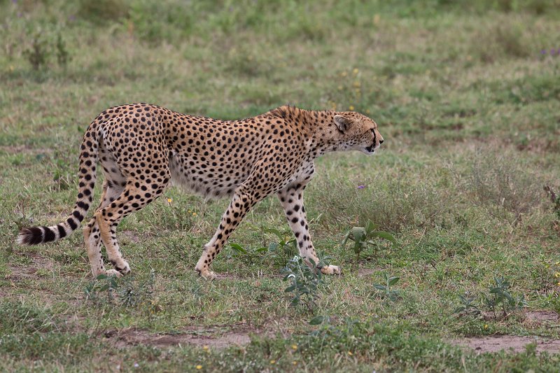 Female Tanzanian Cheetah, Lake Ndutu Area, Ngorongoro Conservation Area, Tanzania | Ndutu Area - Ngorongoro Conservation Area, Tanzania (IMG_0020.jpg)