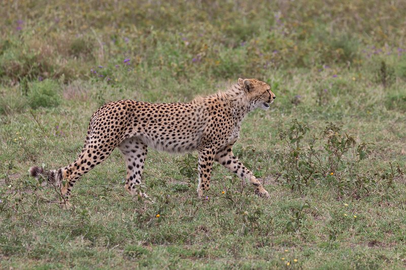 Young Tanzanian Cheetah, Lake Ndutu Area, Ngorongoro Conservation Area, Tanzania | Ndutu Area - Ngorongoro Conservation Area, Tanzania (IMG_0022.jpg)