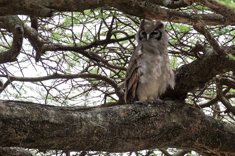 Verreaux's Eagle-Owl, Lake Ndutu Area, Ngorongoro Conservation Area, Tanzania | Ndutu Area - Ngorongoro Conservation Area, Tanzania (IMG_0033.jpg)