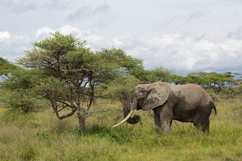 African Bush Elephant, Lake Ndutu Area, Ngorongoro Conservation Area, Tanzania  | Ndutu Area - Ngorongoro Conservation Area, Tanzania (IMG_0044.jpg)