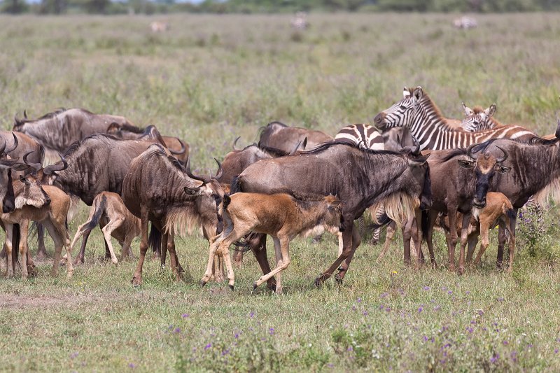 Blue Wildebeests and Zebras, Lake Ndutu Area, Ngorongoro Conservation Area, Tanzania  | Ndutu Area - Ngorongoro Conservation Area, Tanzania (IMG_0062.jpg)