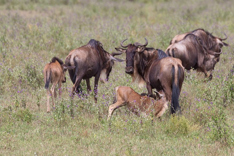 Wildebeest Feeding its Calf, Lake Ndutu Area, Ngorongoro Conservation Area, Tanzania  | Ndutu Area - Ngorongoro Conservation Area, Tanzania (IMG_0068.jpg)