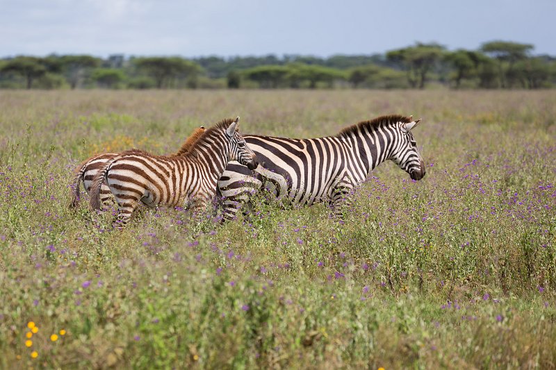 Grant's Zebras, Lake Ndutu Area, Ngorongoro Conservation Area, Tanzania  | Ndutu Area - Ngorongoro Conservation Area, Tanzania (IMG_0071.jpg)