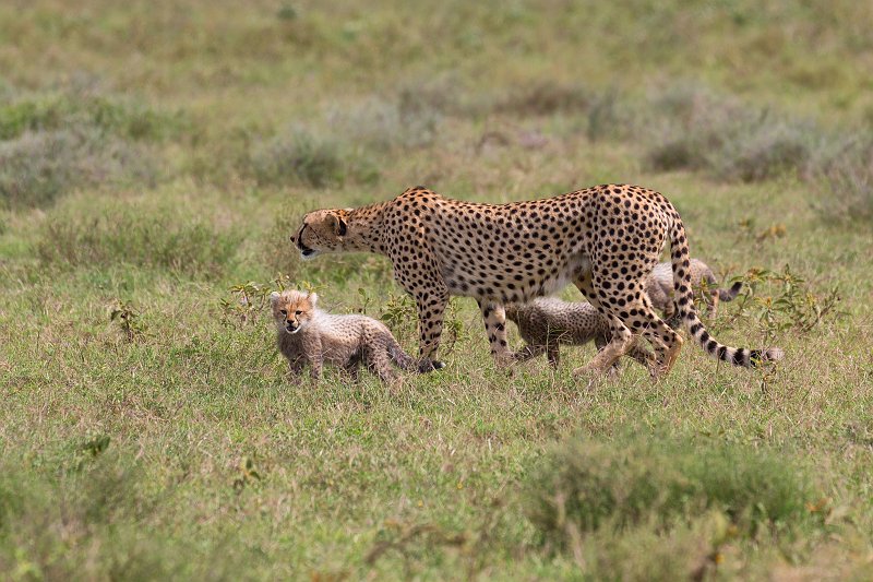 Tanzanian Cheetah Looking for Prey, Lake Ndutu Area, Tanzania | Ndutu Area - Ngorongoro Conservation Area, Tanzania (IMG_0131.jpg)