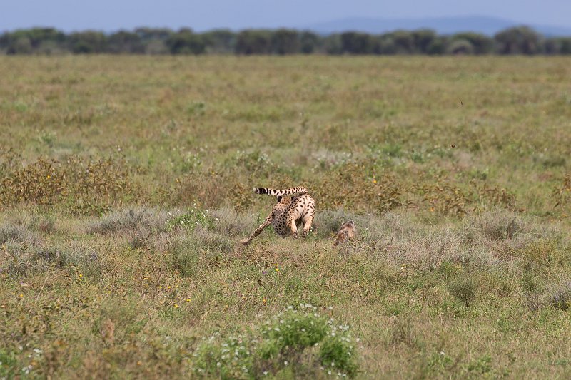 Tanzanian Cheetah Chasing a Jackal, Lake Ndutu Area, Tanzania | Ndutu Area - Ngorongoro Conservation Area, Tanzania (IMG_0136.jpg)