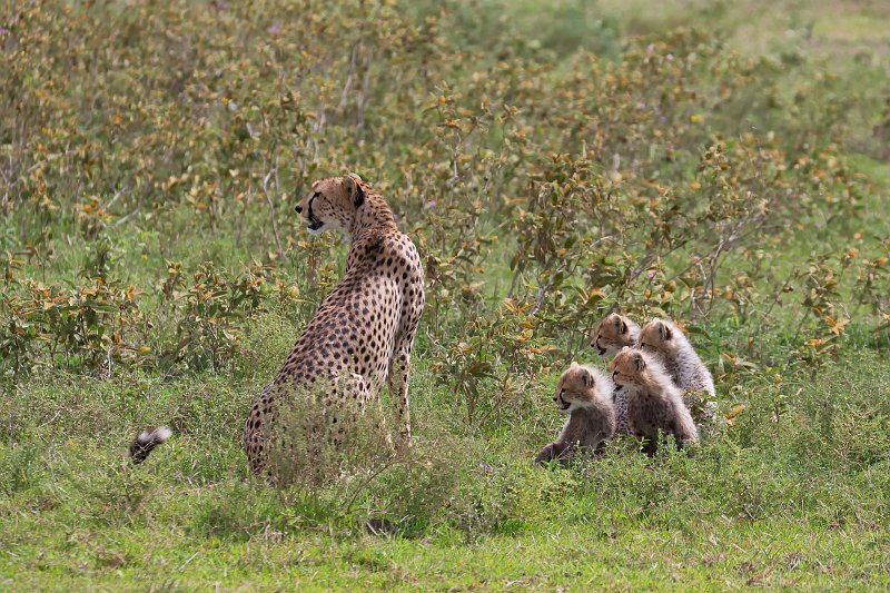 Female Tanzanian Cheetah and Cubs, Lake Ndutu Area, Tanzania | Ndutu Area - Ngorongoro Conservation Area, Tanzania (IMG_0156.jpg)