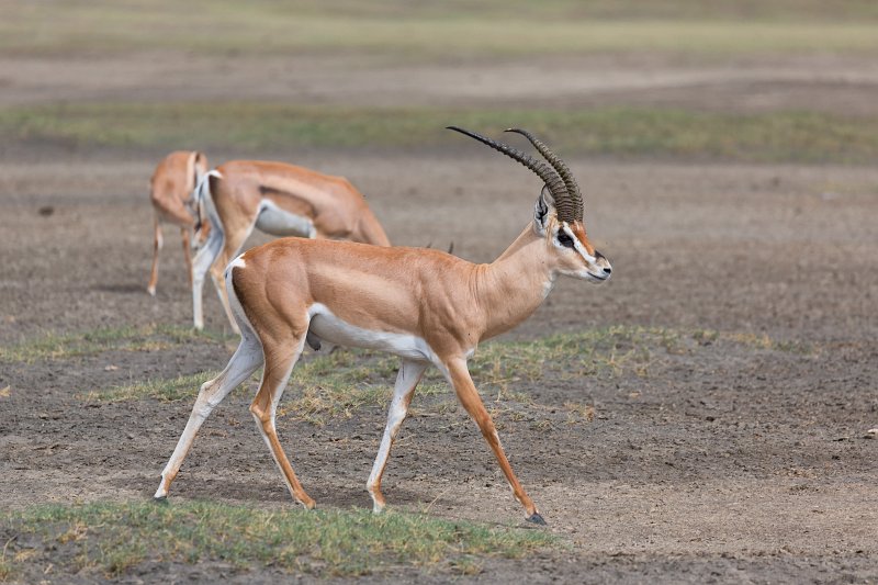 Grant's Gazelle, Lake Ndutu Area, Ngorongoro Conservation Area, Tanzania | Ndutu Area - Ngorongoro Conservation Area, Tanzania (IMG_0172.jpg)