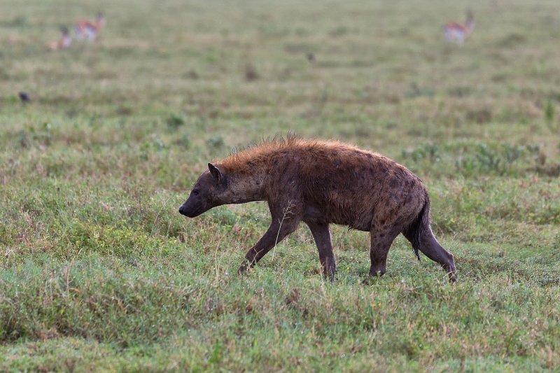 Spotted Hyena, Lake Ndutu Area, Ngorongoro Conservation Area, Tanzania | Ndutu Area - Ngorongoro Conservation Area, Tanzania (IMG_0174.jpg)