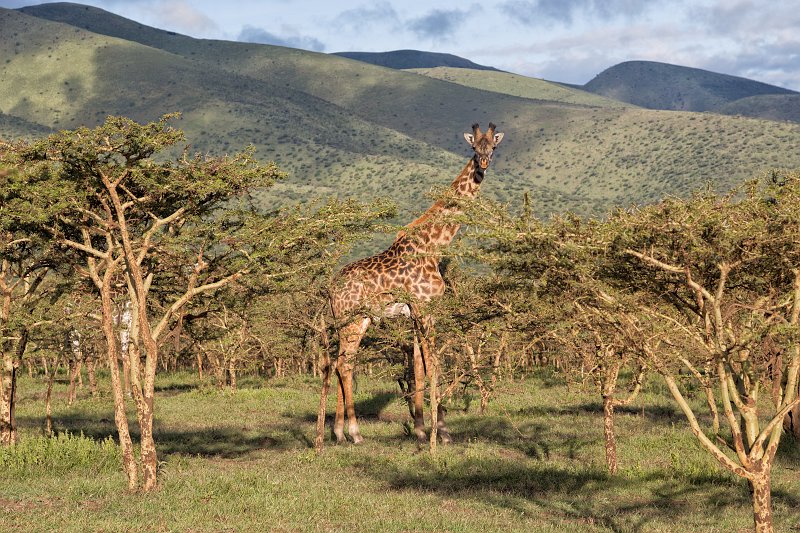 Masai Giraffe, Lake Ndutu Area, Ngorongoro Conservation Area, Tanzania | Ndutu Area - Ngorongoro Conservation Area, Tanzania (IMG_9701.jpg)