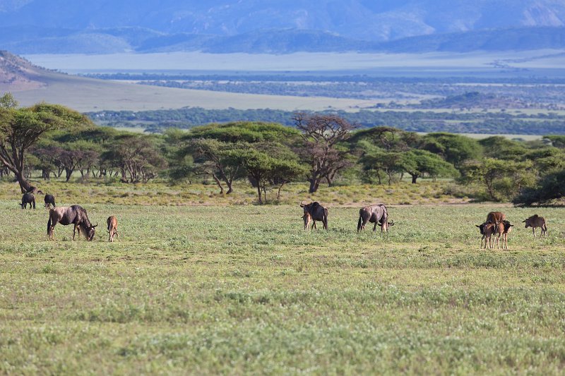 Blue Wildebeests, Lake Ndutu Area, Ngorongoro Conservation Area, Tanzania | Ndutu Area - Ngorongoro Conservation Area, Tanzania (IMG_9713.jpg)