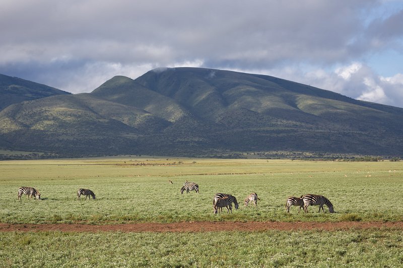 Grant's Zebras, Lake Ndutu Area, Ngorongoro Conservation Area, Tanzania | Ndutu Area - Ngorongoro Conservation Area, Tanzania (IMG_9718.jpg)