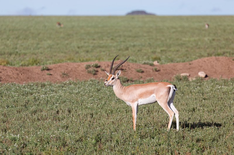 Grant's Gazelle, Lake Ndutu Area, Ngorongoro Conservation Area, Tanzania | Ndutu Area - Ngorongoro Conservation Area, Tanzania (IMG_9719.jpg)