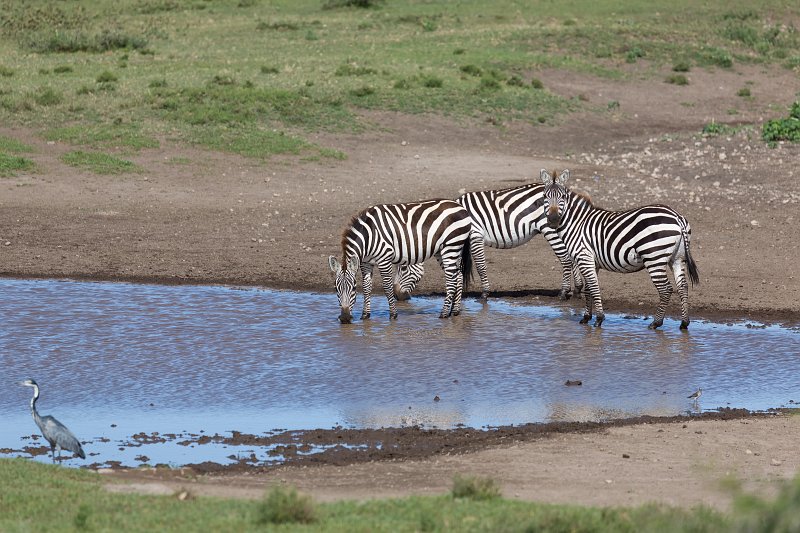 Grant's Zebras, Lake Ndutu Area, Ngorongoro Conservation Area, Tanzania | Ndutu Area - Ngorongoro Conservation Area, Tanzania (IMG_9734.jpg)