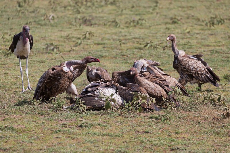 A Wake of Vultures Eating the Carcass of a Wildebeest, Lake Ndutu Area, Tanzania | Ndutu Area - Ngorongoro Conservation Area, Tanzania (IMG_9738.jpg)
